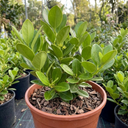 Griselinia Littoralis Plant (2L Pot)