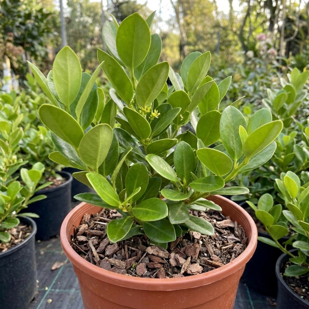Young hedging plant with glossy apple-green oval leaves in a terracotta pot at a nursery