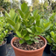 1 Large Hedge Plant - Griselinia Littoralis, Outdoor Garden Ready, 2L Pot