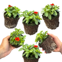 Calibrachoa Cabaret Early Orange Plants (Set of 3 or 6)