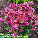 Hellebore Frostkiss Anna's Red Plant