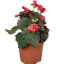 Begonia Solenia Dark Pink Plants