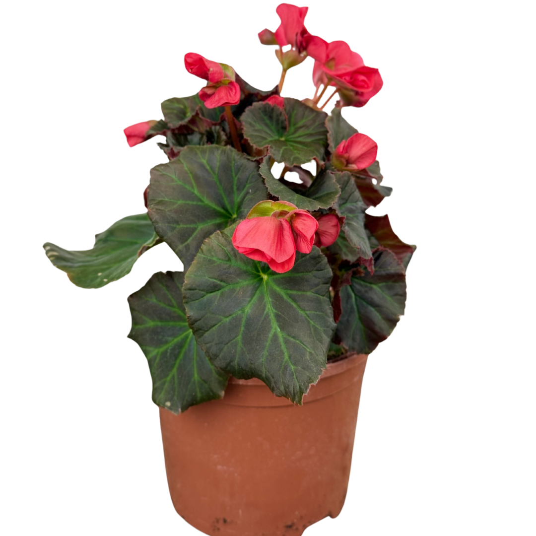 Begonia 'Solenia Dark Pink' – Sun-Tolerant Tuberous Begonia (2L Pot)