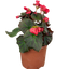 1 Begonia Solenia Dark Pink Flowering Plant, Summer Garden Ready, 17cm Root Ball