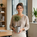 Mini Olive Tree in 1.5L Pot, 40–50cm, Nursery Pots