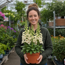 Digitalis Dalmatian Cream Plant (2L Pot)