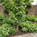 Grape Vine Vitis Exalta White Plants