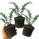 Dryopteris Atrata Wood Fern Plants (Set of 3 or 6)