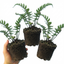 Set of 3 or 6 Dryopteris Atrata Wood Fern Plants, Hardy Evergreen Perennial Ferns for Shade, Outdoor Garden Ready, 1 Litre Root-Ball