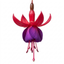 Set of 3 or 6 Large Plants - Fuchsia Tom Thumb, Ready to Plant in Your Garden, 1L Rootballs