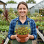 Set of 3 or 6 Sedum Oreganum Stonecrop Plants, Hardy Perennial, Bee Friendly Ground Cover, Outdoor Garden Ready, 1 Litre / 11cm Root-Ball