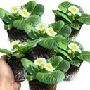 Primrose White Plant