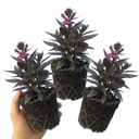 Lobelia Starship Bronze Leaf Upright Plants (Set of 3 or 6)