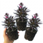 Set of 3 or 6 Lobelia Starship Bronze Leaf Upright Hardy Perennial Plants, Garden Ready, 1 Litre Root Ball