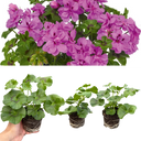 Geranium Sunflair Amethyst Plants (Set of 3 or 6)