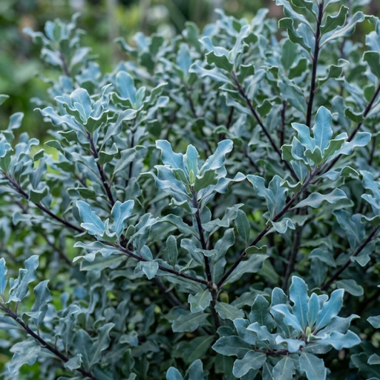 Bushy evergreen pittosporum with wavy blue-grey leaves on dark near-black stems