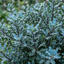1 Large Plant - Pittosporum Atlantic Blue, Ready to Plant in Your Garden, 3L Pot