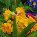Polyanthus Orange Plant