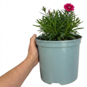 Cottage Pink Dianthus Sugar Raspberry Plant (5L Pot)