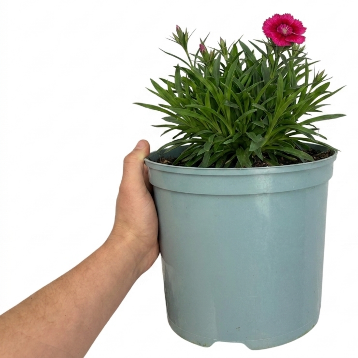 Dianthus 'Sugar Raspberry' (Cottage Pink) – Fragrant Hardy Perennial (5L Pot)