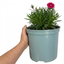 1 Cottage Pink Dianthus Sugar Raspberry, Hardy Summer Flowering Perennial, Garden Ready, 5L Root Ball