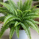 Boston Fern Plants