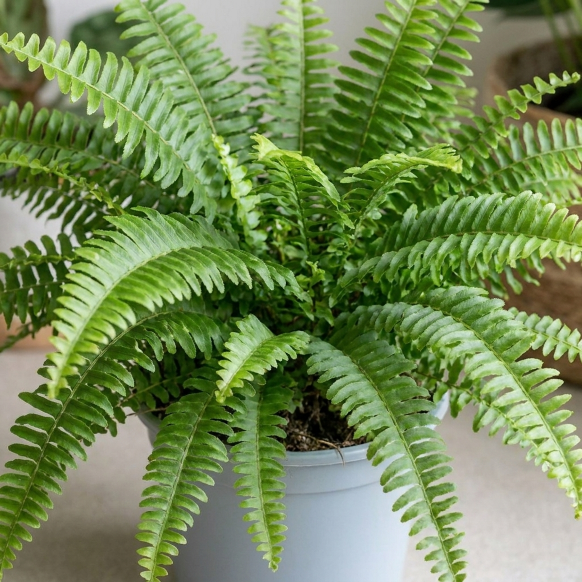 Boston fern in a pale pot with arching, finely toothed bright green fronds