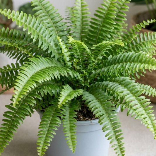 Boston fern in a pale pot with arching, finely toothed bright green fronds