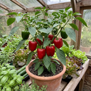 Red King Variety Plants (Set of 3 or 6)