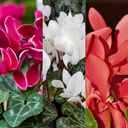 Cyclamen Flame Growers Selection Plant
