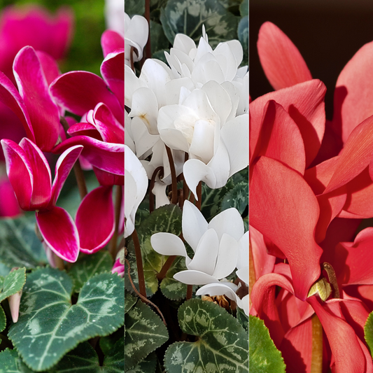 Three-panel photo of cyclamen flowers: magenta-pink, white and coral-red blooms above marbled foliage