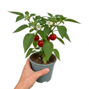 Grow Your Own Sweet Pepper Snack Red Plant