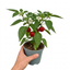 1 Large Plant - Grow Your Own Sweet Pepper Snack Red, Outdoor Garden Ready