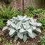 1 Senecio Angel Wings Silver Leaf Perennial Plant, Drought Tolerant, Garden Ready, 23cm/5L Root Ball