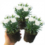 Set of 3 or 6 Large Plants - Dianthus Oscar White, Outdoor Garden Ready