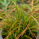 3 Carex Prairie Fire Plants, 9cm Pots, Autumn Garden