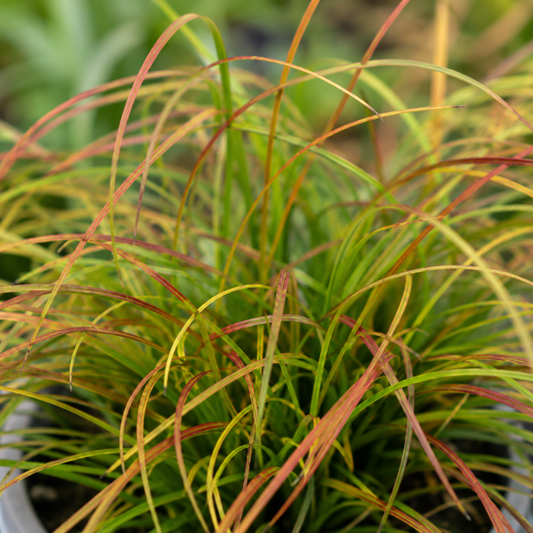 Carex testacea 'Prairie Fire' (Orange Sedge) – Evergreen Ornamental Grass (3 x 9cm Pots)