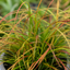 3 Carex Prairie Fire Plants, 9cm Pots, Autumn Garden