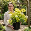 1 Choisya Sundance Plant, Hardy Evergreen Mexican Orange Blossom, 7.5 Litre Root Ball