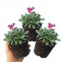 Arabis Aubris Deep Rose Plants (Set of 3 or 6)