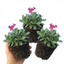Set of 3 or 6 Large Plants - Arabis Aubris Deep Rose, Ready to Plant in Your Garden, 1L