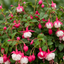 1 Large Plant - Upright Fuchsia Fuchsita Red & White, Outdoor Garden Ready, 2L