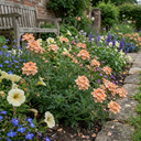 Verbena Magelana Peach Trailing Plants (Set of 3 or 6)