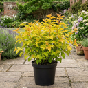 Physocarpus Raspberry Lemonade Ninebark Plants