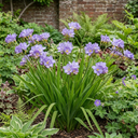 Freesia Delta River Plants