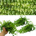 Lysimachia Goldilocks Plants (Set of 3 or 6)