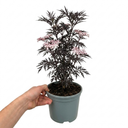 Sambucus Nigra Laced Up Plants