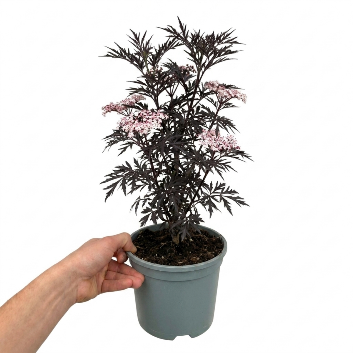 Sambucus nigra 'Laced Up' (Ornamental Elder) – Columnar Dark Leaf Shrub (3L Pot)