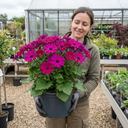 Senetti Magenta Pericallis Daisy Plants