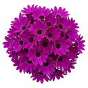 Senetti Magenta Pericallis Daisy Plants